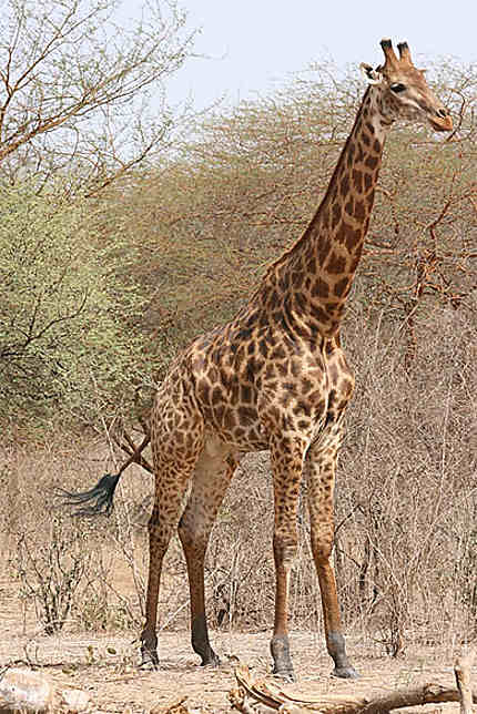 Une girafe