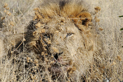 Namibie, le lion