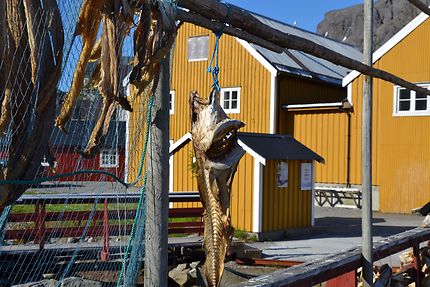 Morue séchée, port de Nusfjord
