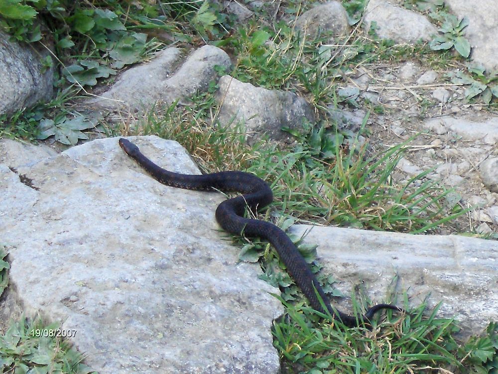 Couleuvre sur le chemin du lac de saint-Guérin