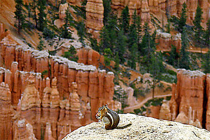 Un chipmunk à Bryce Canyon