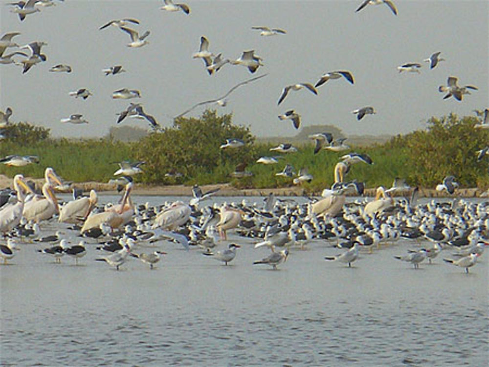 Faune du Banc d'Arguin