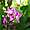 Orchidée de Polynésie