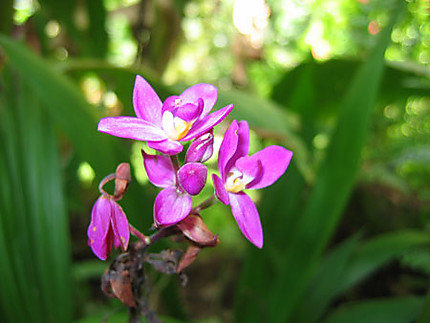 Orchidée de Polynésie