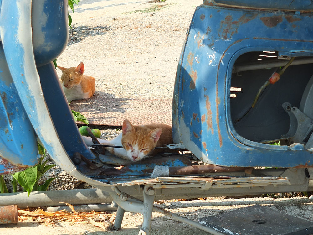 Chat à Benitses