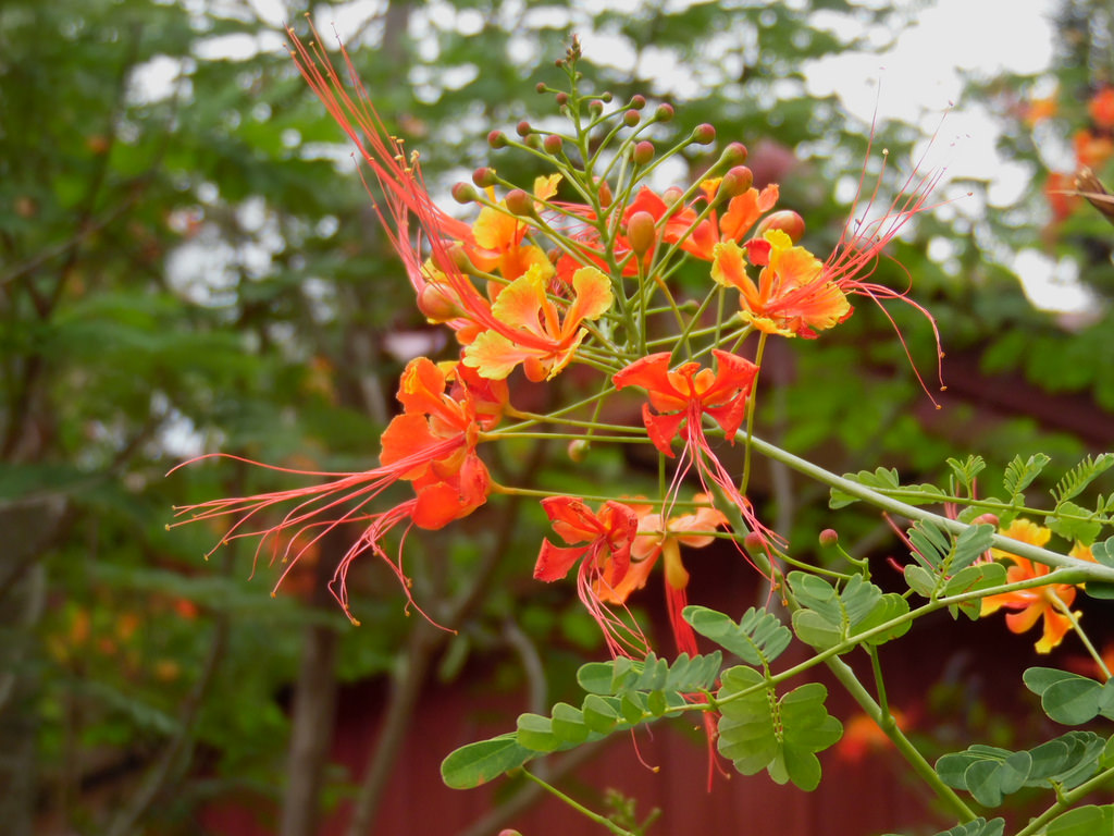 Cesalpinia Cesalpinia