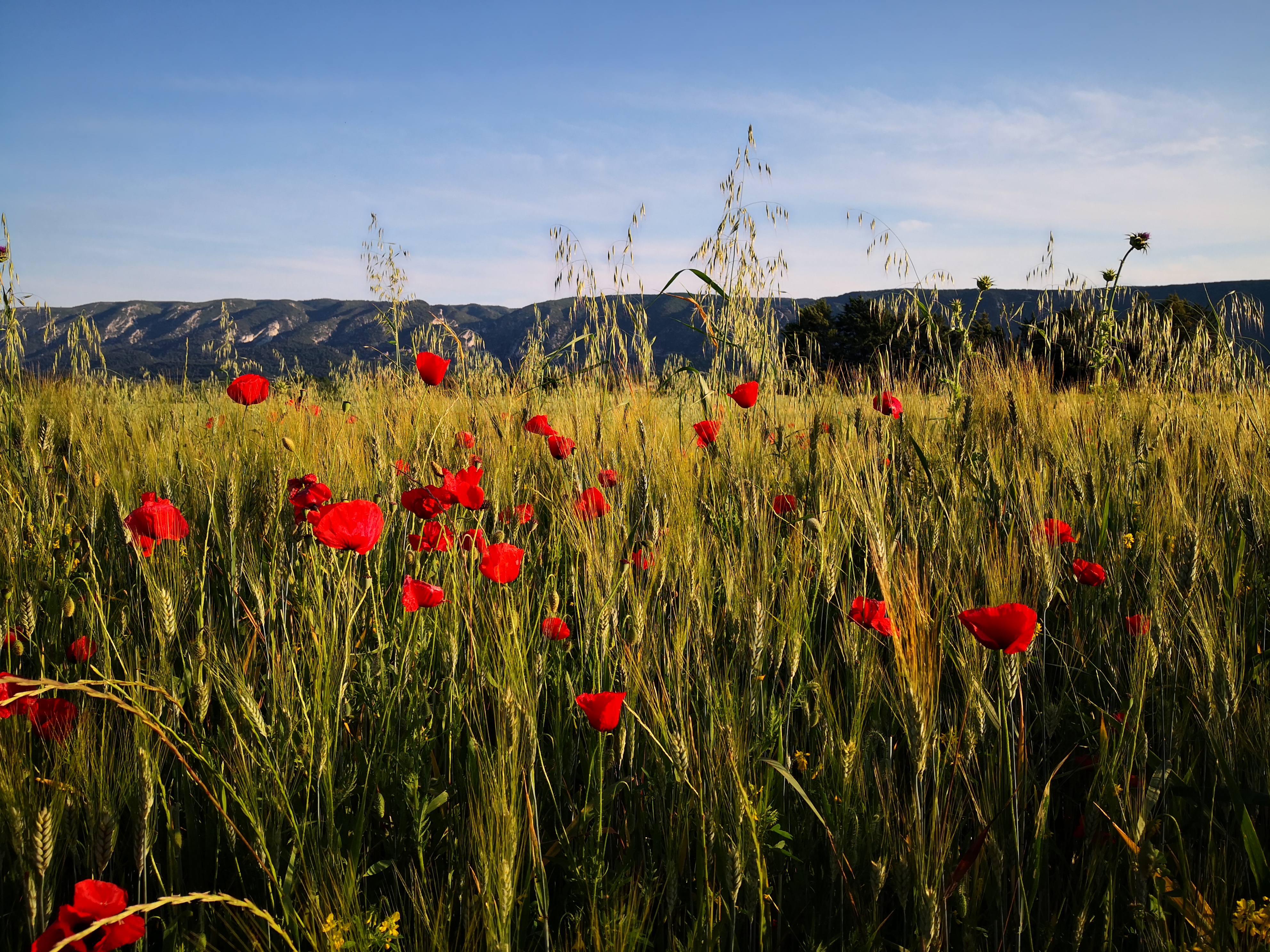 Le soleil de chez nous Le soleil de chez nous