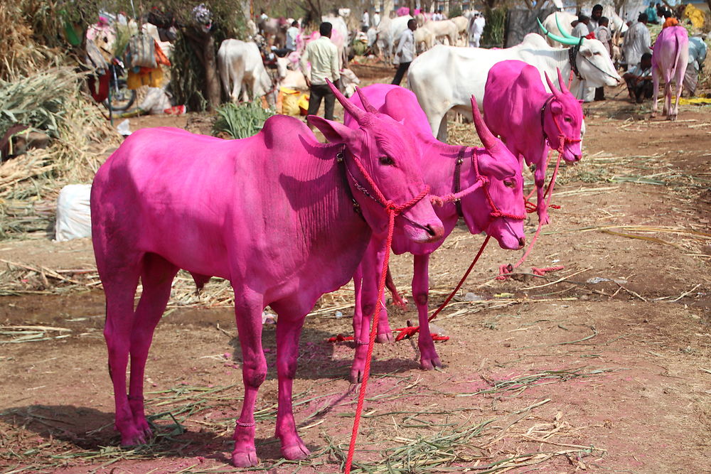 Fête de Holi au Karnataka