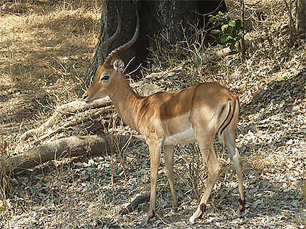 Impala dans le South Luangwa