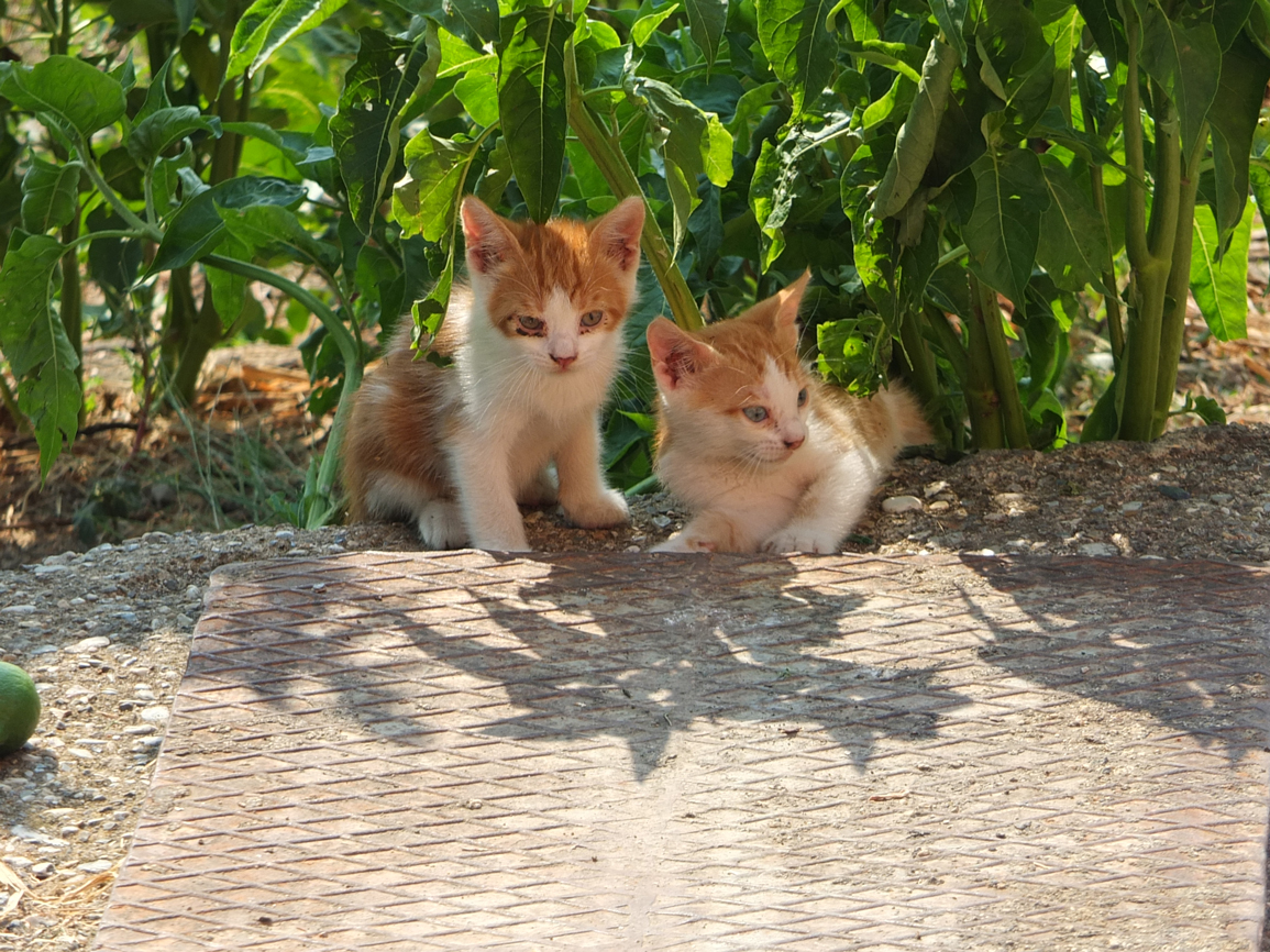 Benitses - chats Benitses - chats