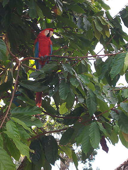 Perroquet aras