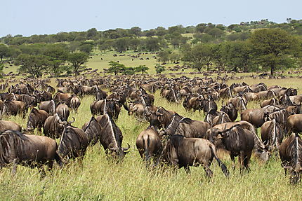 Pré migration des gnous dans le Serengeti