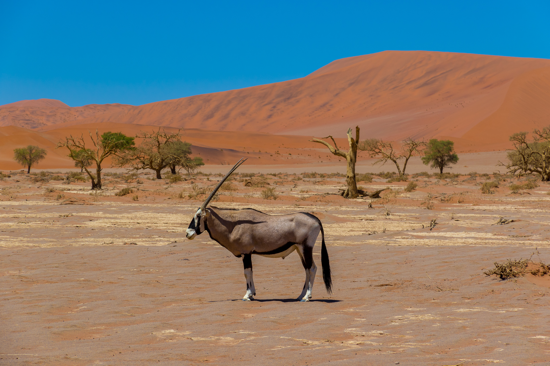 Oryx Oryx