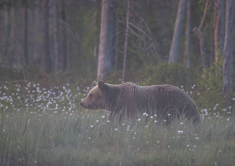 Yogi dans la brume