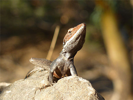 Lézard Lézard