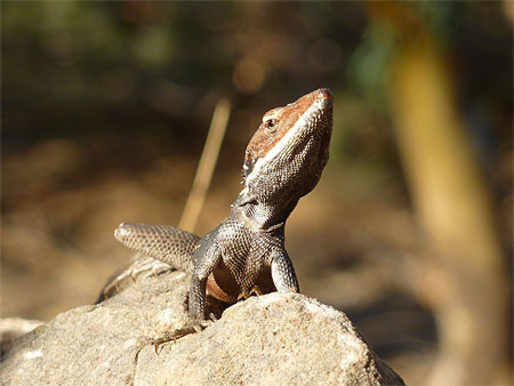 Lézard