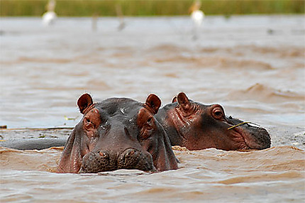 Groupe d'hippo