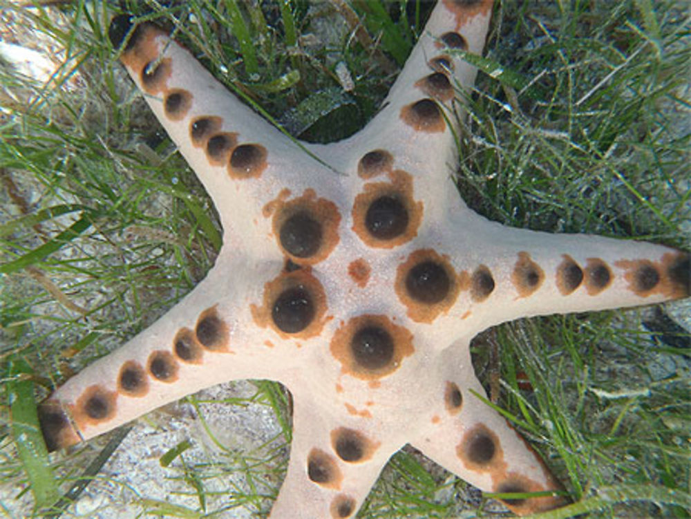 Etoile de mer à Virgin Island