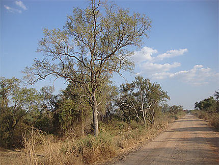 Paysage africain dans le South Luangwa