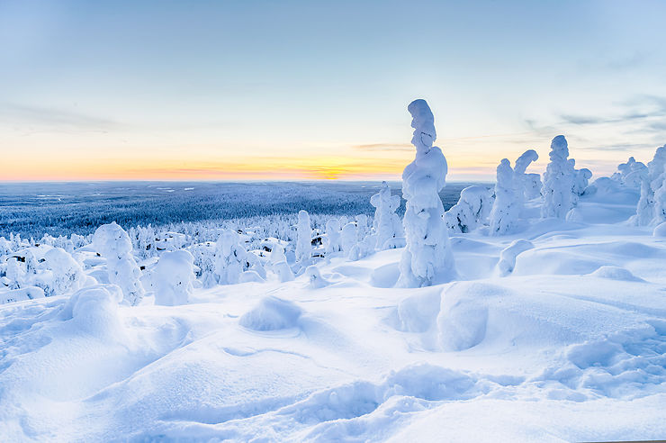 Forêt - Laponie finlandaise