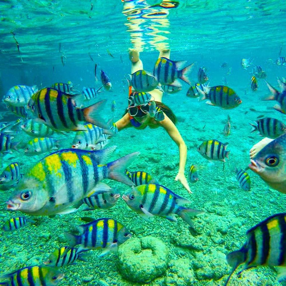 Danse colorée avec les poissons!