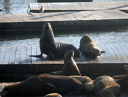 Les otaries se reposent sur les pontons du port, sur le "Pier 39" Les otaries se reposent sur les pontons du port, sur le "Pier 39"