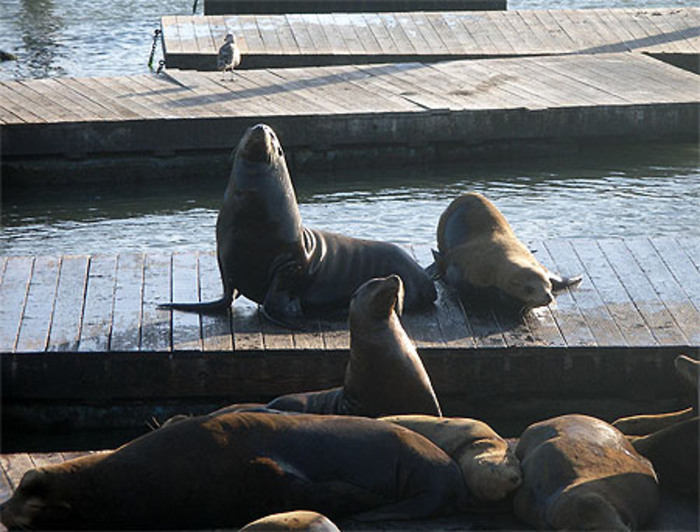 Les otaries se reposent sur les pontons du port, sur le  &quot;Pier 39&quot;