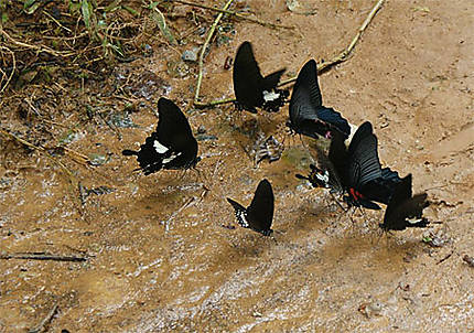 Ravitaillement d'une colonie de papillons