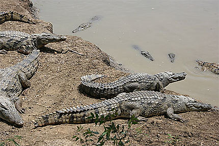 Les crocodiles (réserve de Bandia)