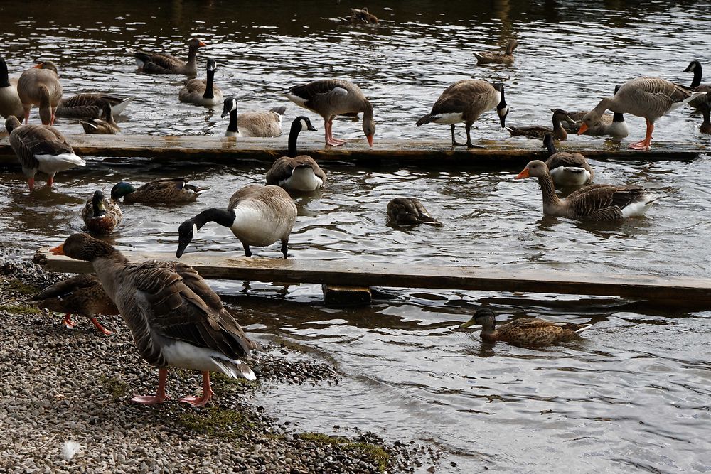 Au pays de Jemima Puddleduck...