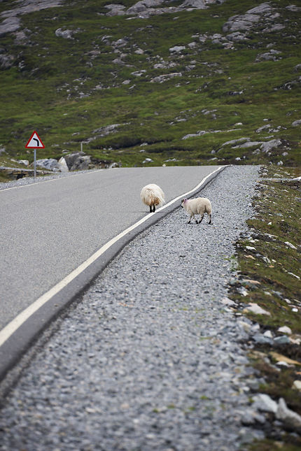 La route des moutons