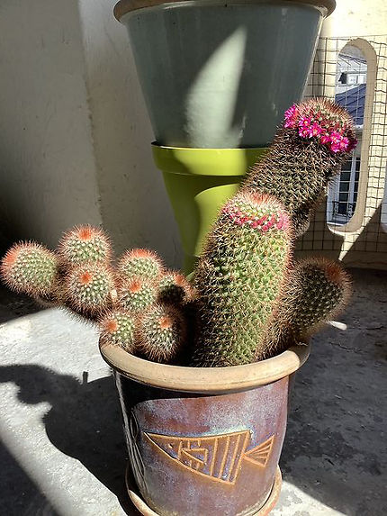 Les cactus s’éclate y au soleil 