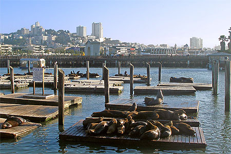 La colonie d'otaries sur les pontons de "Pier 39"