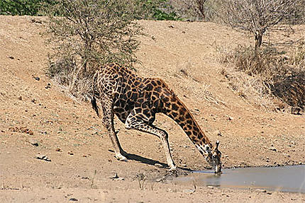Girafe qui boit