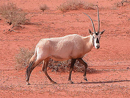 L'oryx est peu farouche dans le désert