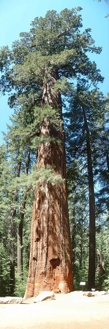 Sequoia Géant Arbres Yosemite National Park Californie Parcs Nationaux De Louest 