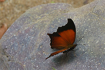 Pause du Papillon