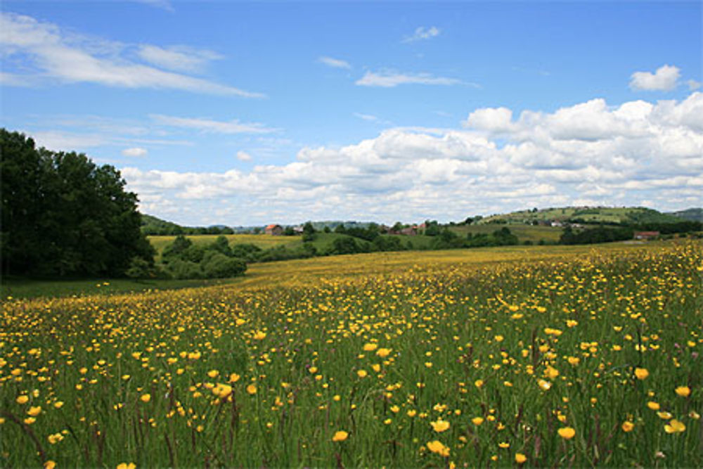 Champ de boutons d'or