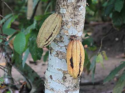 Cacao