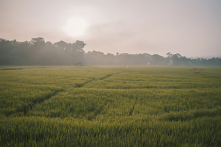 Champs de riz au lever
