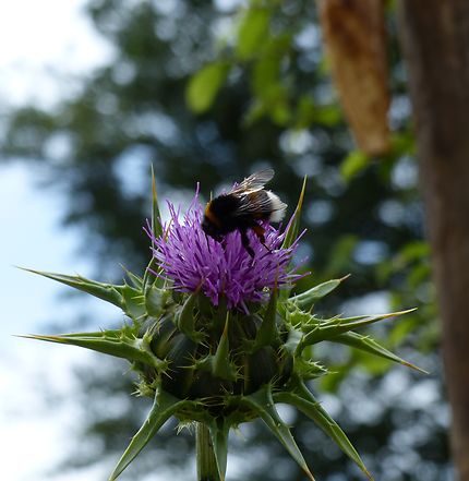 L'abeille du jardin du Prieuré 