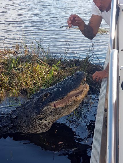 Alligator des Everglades 