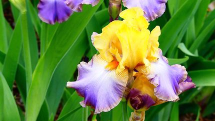 Iris - Royal Botanic Garden