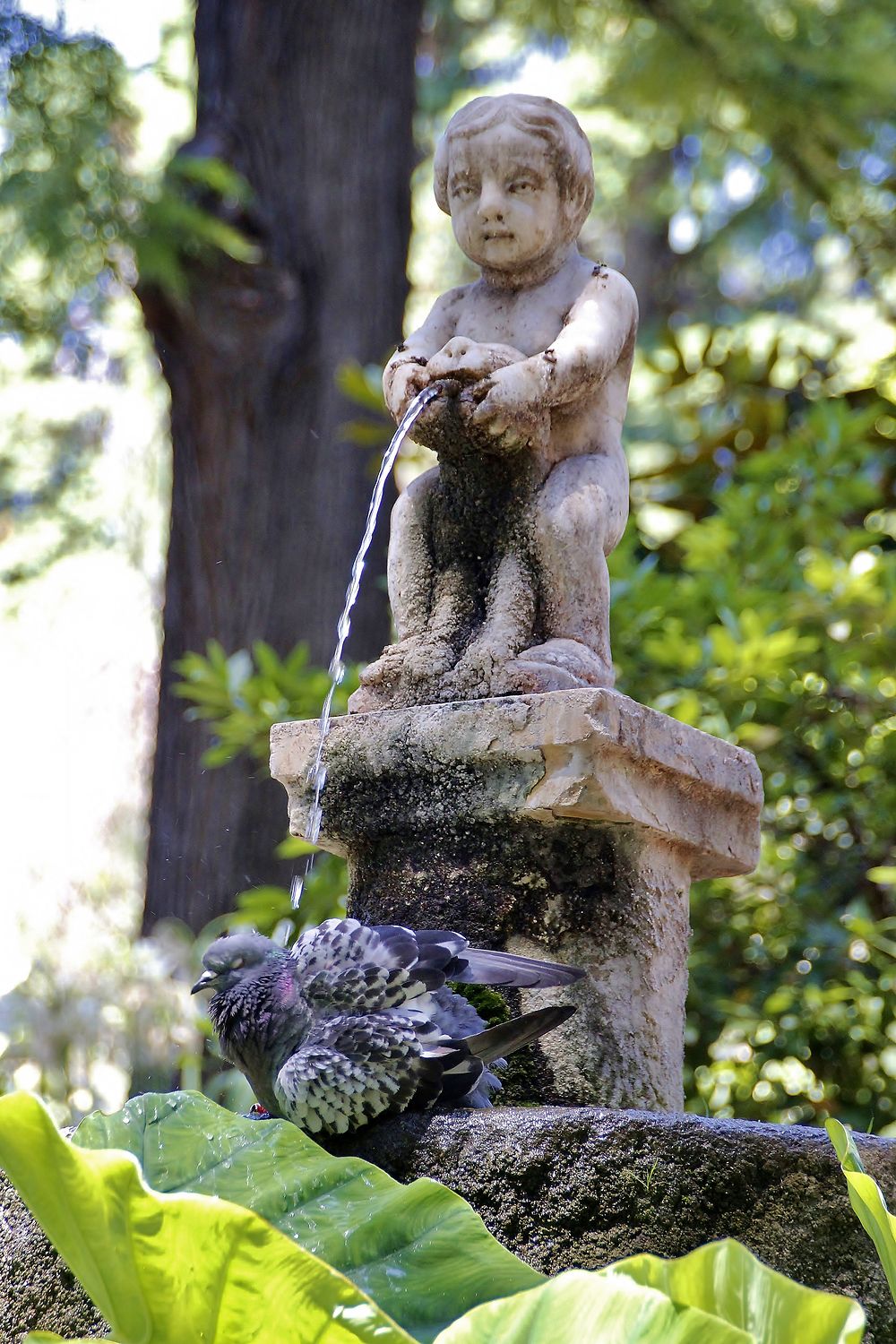 La toilette des pigeons 