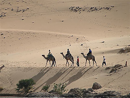 Dromadaires en Nubie