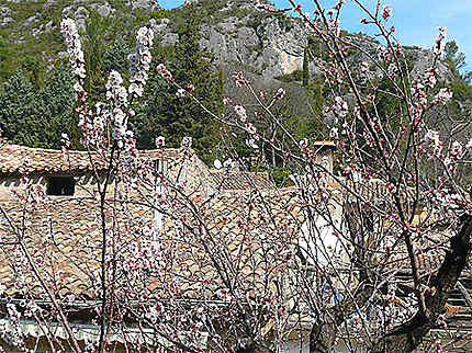 Saint Guilhem le Désert un cerisier en fleur