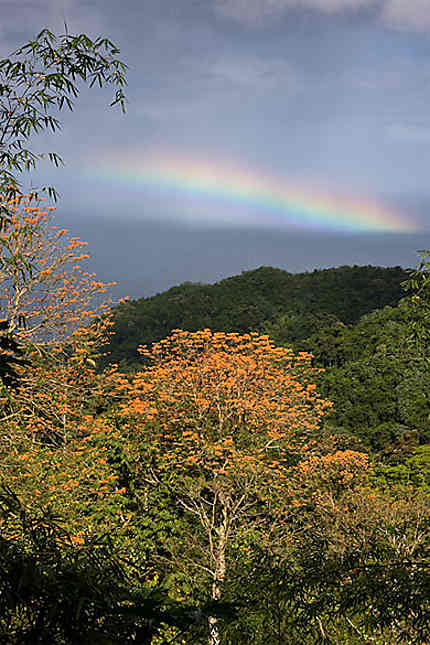 Tobago landscape