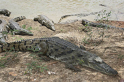 Les crocodiles dans la réserve de Bandia