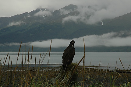 Aigle en Alaska