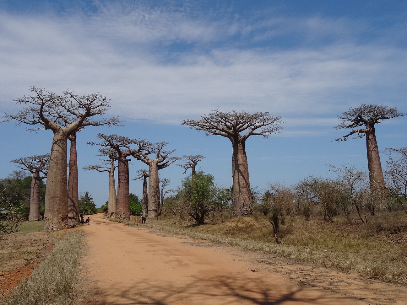 Morondava - Allée Des Baobabs : Routes : Transport : Arbres : Allée Des ...